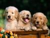Golden Retriever Puppies