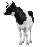 cow