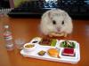 Hamster Lunch
