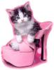 cat in pink shoe