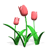 Flowers - Pink Tulips