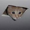A Cute Kitten in the ceiling