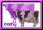 Purple cow 1