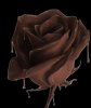 rose chocolate