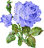 a lavendar rose 