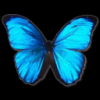 Morpho-Butterfly4