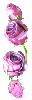 purplr roses