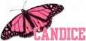 Candice butterfly