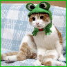 kitty frog