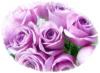 purple roses