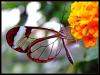 Glasswings Butterfly