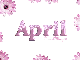 pink daisies april