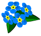 blossom forget me not