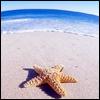 Stranded Starfish