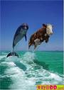 cow dolphin...