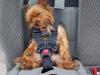 Dog in car seat