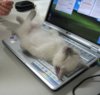 Cat on Computer