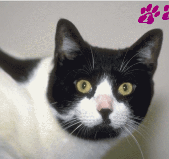 Cat-Ingrid