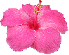 cayena rosada 1