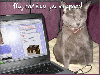 Cat Myspace