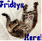 Cat- Friday's Here!