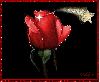 red rose with star