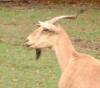 Goat - apinger