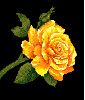rose--gold