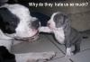 why do they hate us (pitbulls)