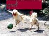 Soccer Playing Chickens