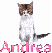 Cat-Andrea