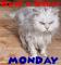 Wet & Angry Cat- Have a Great Monday