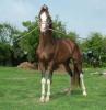 horses/ breed / kathawri