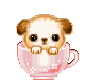 Cute Puppy in Cup