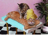 Tabby Massaging Ginger