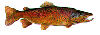 fish001