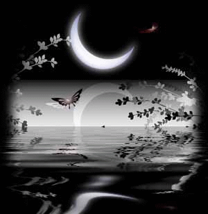 Night Butterflies