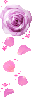 Floating Pink Rose