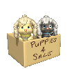 Puppies 4 sale 