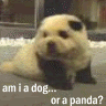 am i a dog, or a panda?