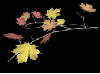 Tree branch with Autumn leaves.