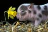 Pig with flower