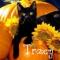 tracy's black cat laying on pumkins