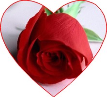 red rose
