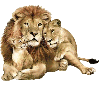 family lion