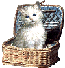 kitty in basket