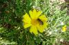 bee on daisy
