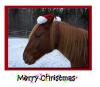 Merry Christmas Horse