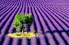 lavender tree and farm