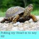 Turtle poking head in to say hi